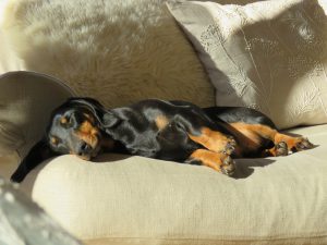 dog-1257363_960_720