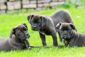 puppy-1785772_960_720