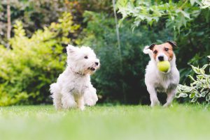 Dogs, pets, playing, ball, summer